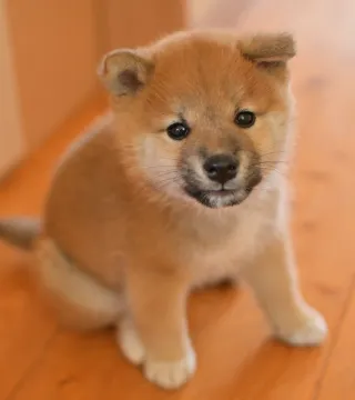 ペットの写真